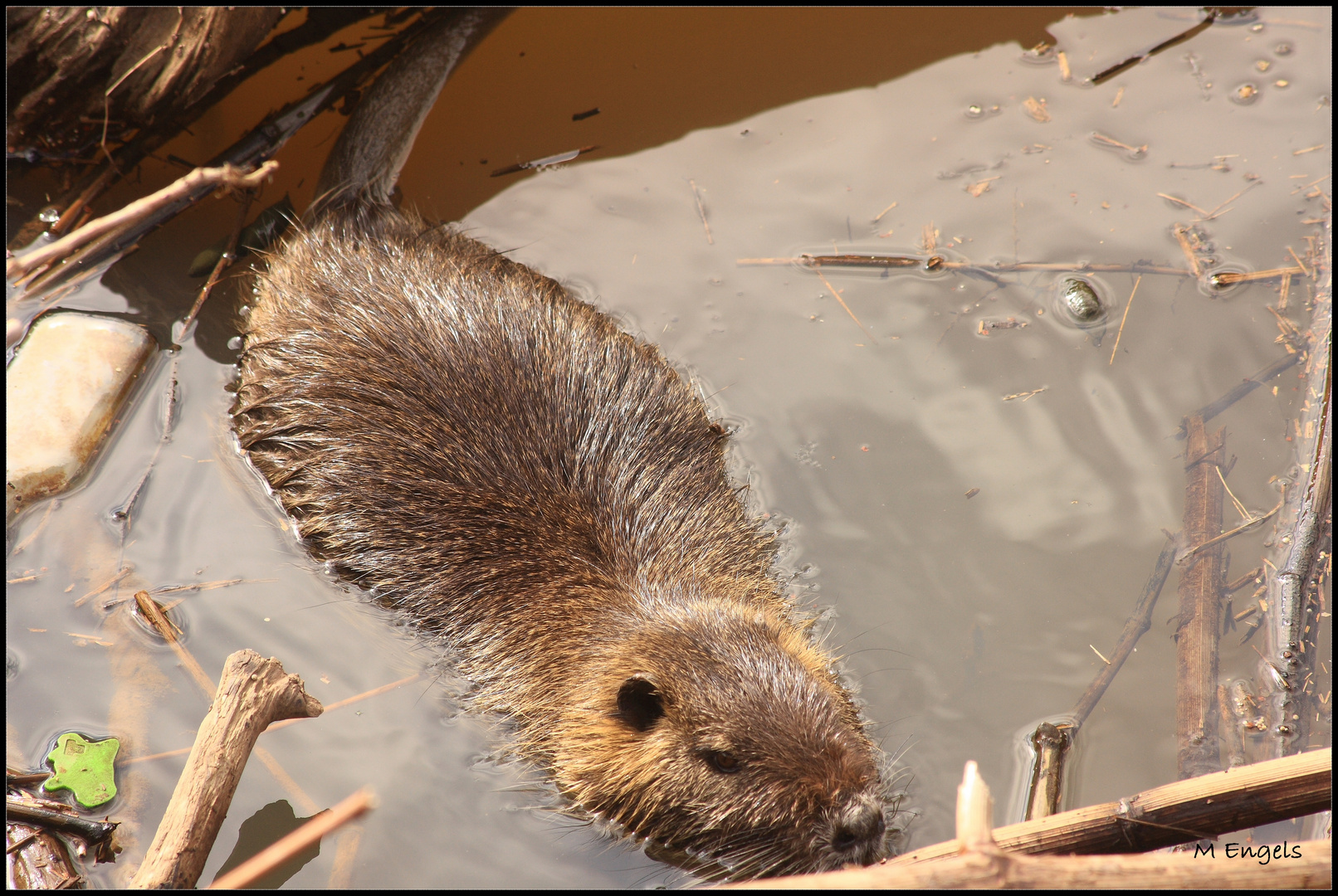 Nutria im Biotop