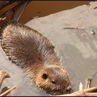 Nutria im Biotop