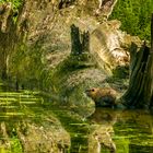 Nutria im Bruchmoor