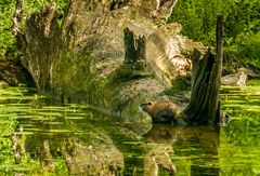 Nutria im Bruchmoor