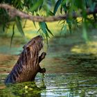 Nutria im Bürgerpark Braunschweig.