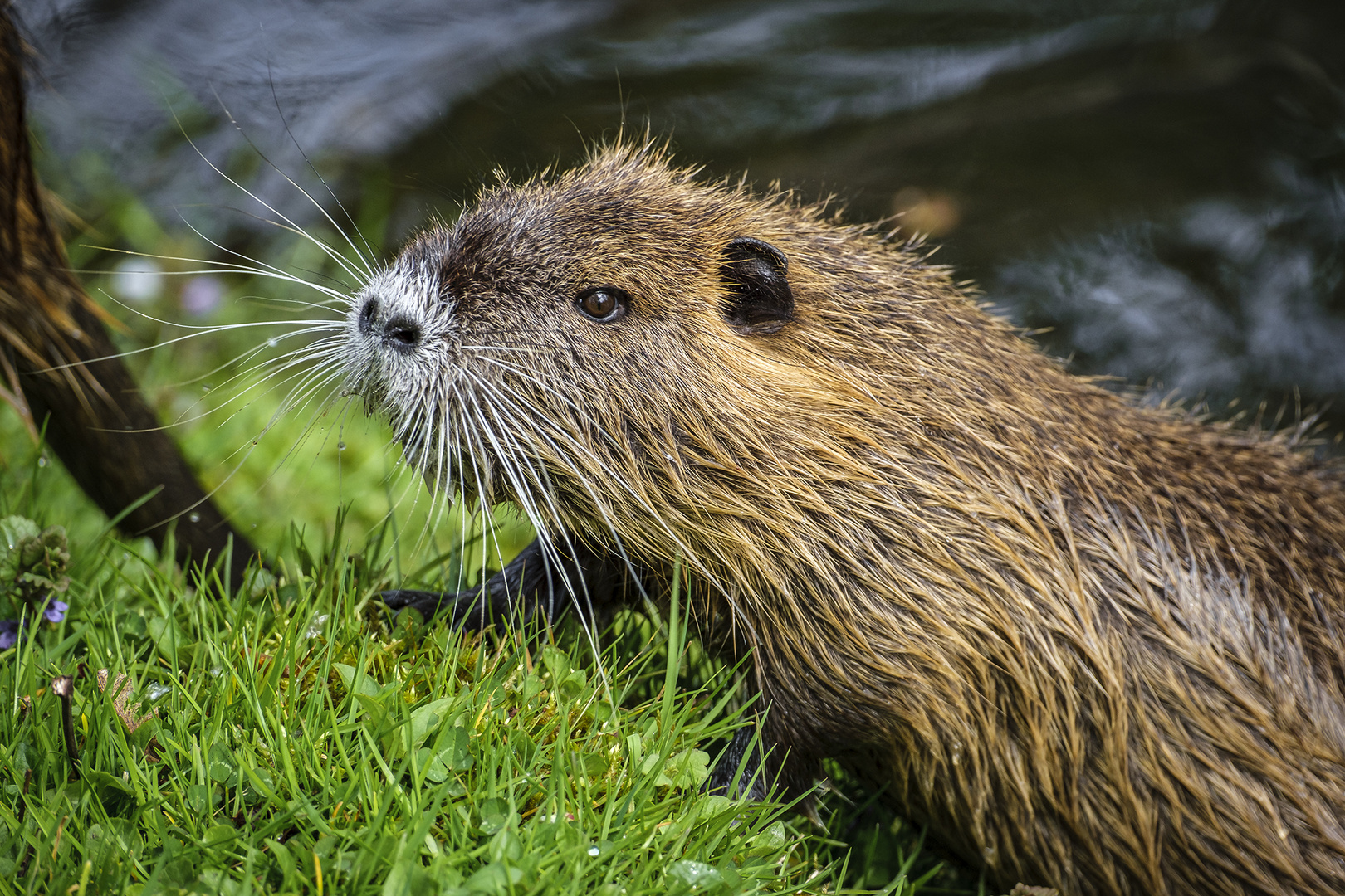 Nutria im Cellerschlossgraben