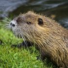 Nutria im Cellerschlossgraben