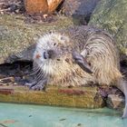 Nutria im Dortmunder Zoo