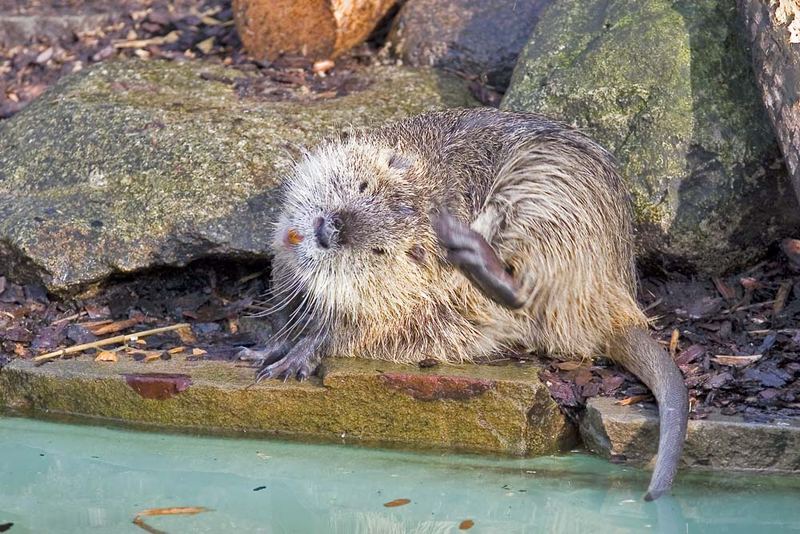 Nutria im Dortmunder Zoo