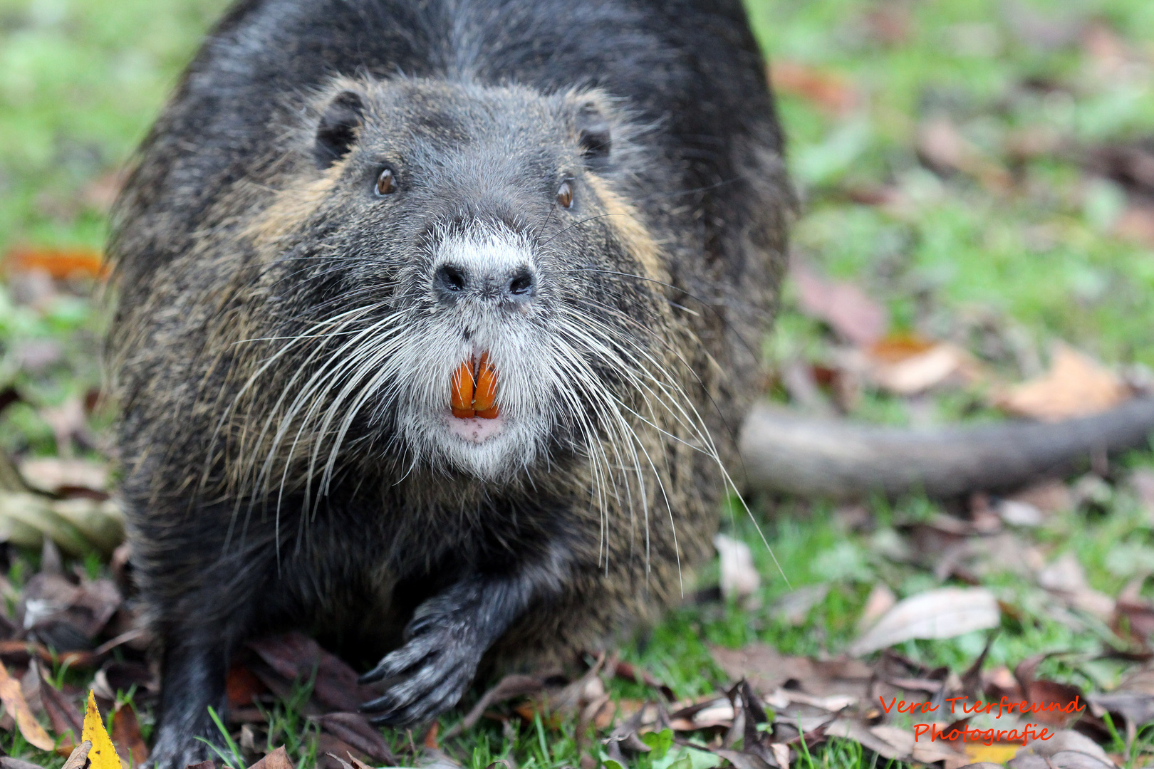 Nutria im Düsseldorfer Südpark