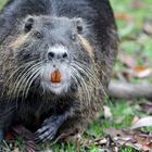 Nutria im Düsseldorfer Südpark