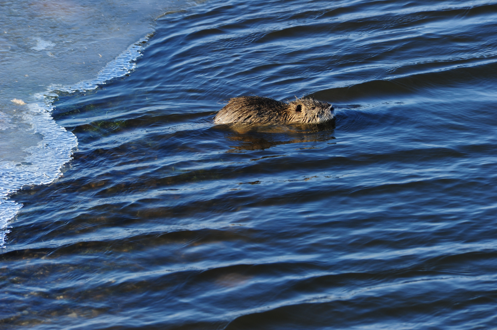 Nutria im Eis-Wasser