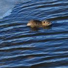 Nutria im Eis-Wasser