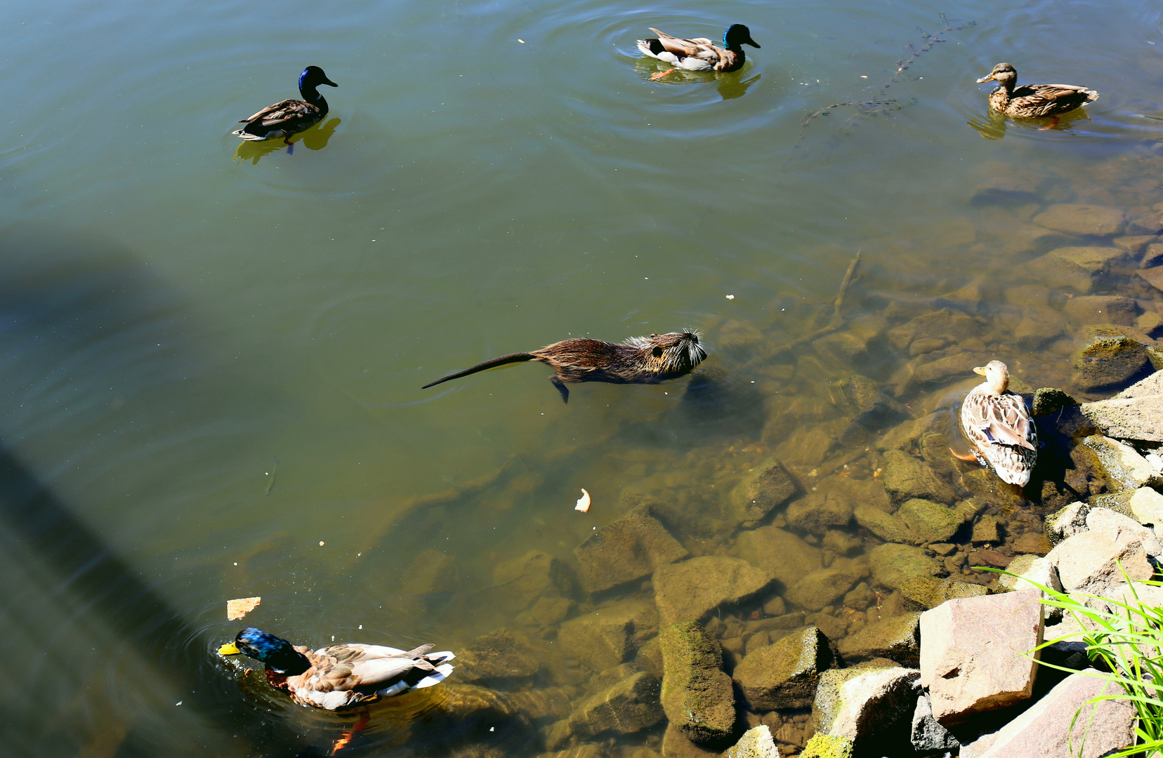 Nutria im Entenparadies