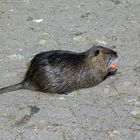 Nutria im Freizeitpark Wiehl 3