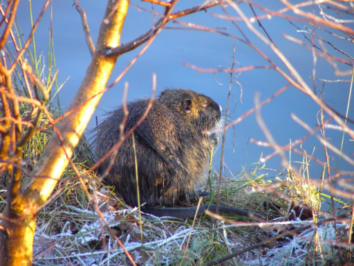 Nutria im Frost