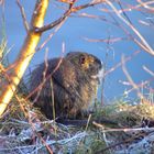 Nutria im Frost