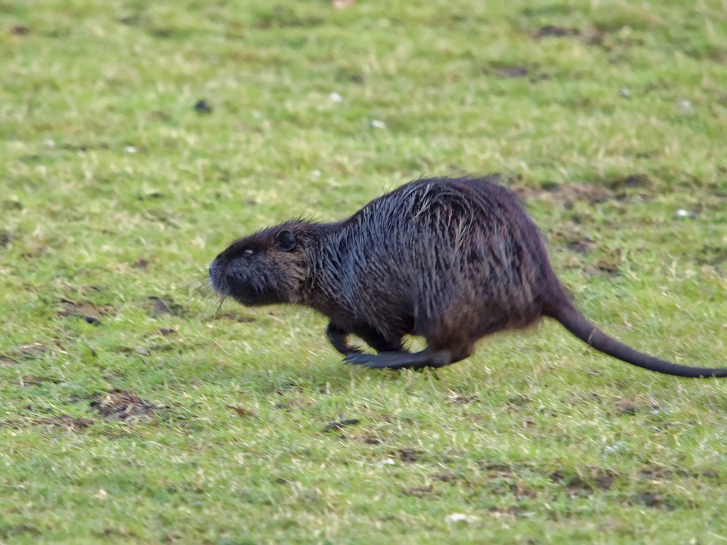 Nutria im Galopp