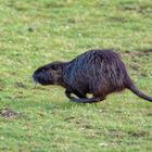 Nutria im Galopp