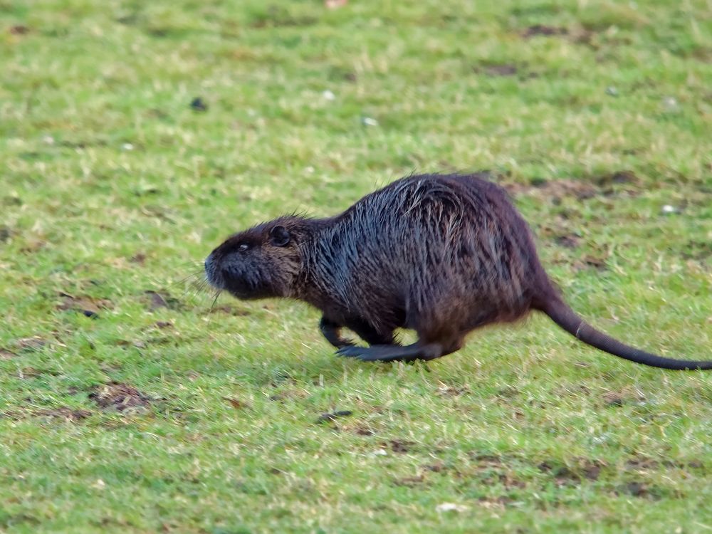 Nutria im Galopp