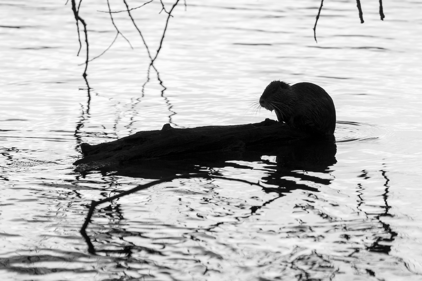 Nutria-im-Gegenlicht 