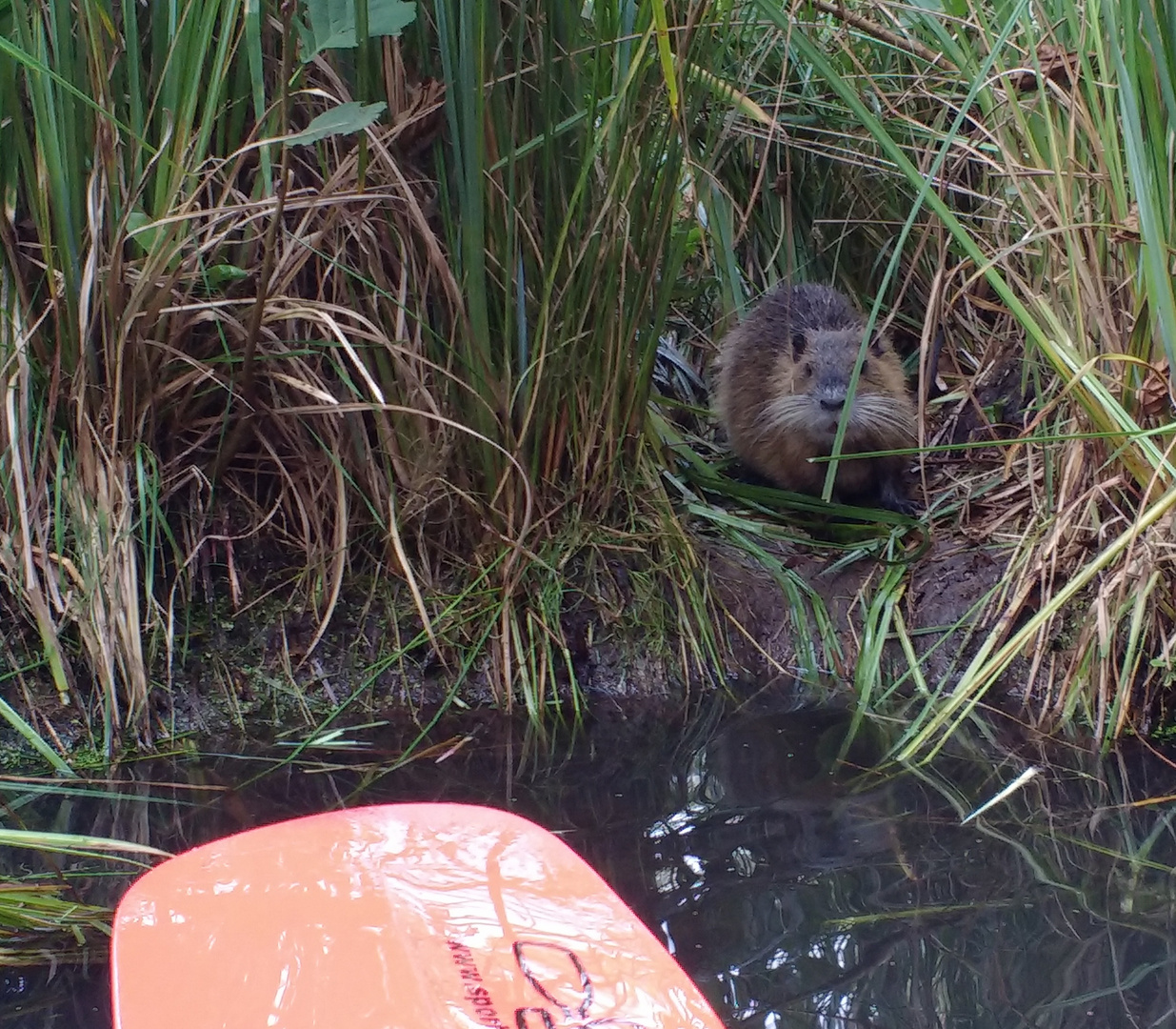 Nutria im Gras am Ufer der Spree, Spreewald. 