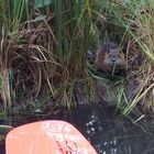 Nutria im Gras am Ufer der Spree, Spreewald. 