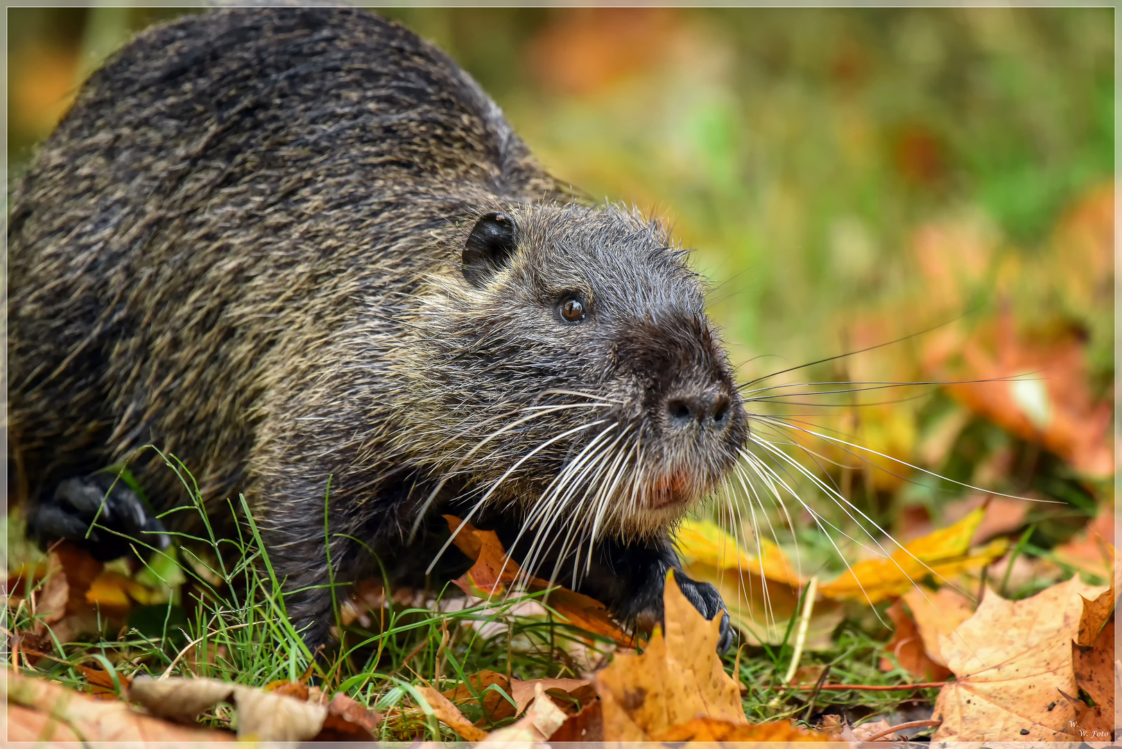 Nutria im Herbstlaub