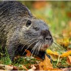 Nutria im Herbstlaub