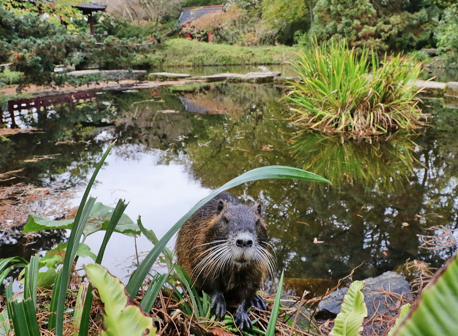 Nutria im japanischen Garten in Köln Flittard