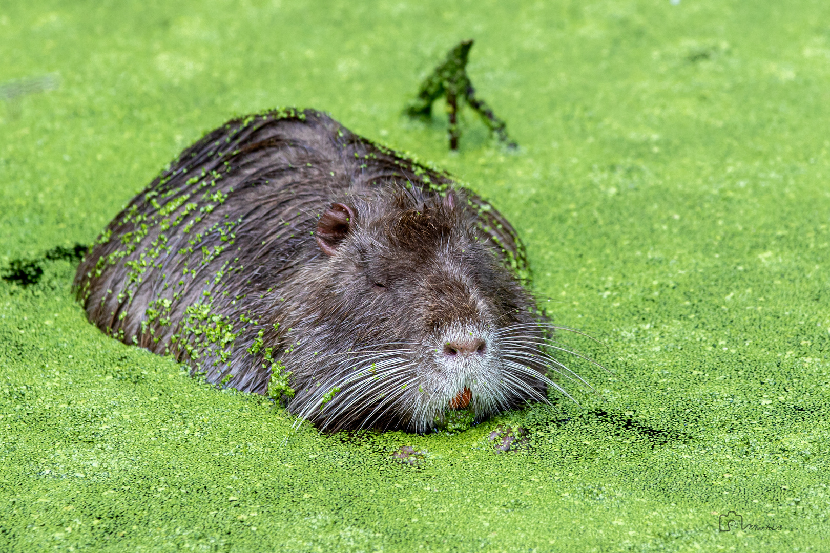 Nutria im Luxus