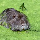 Nutria im Luxus