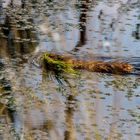 Nutria im Moor