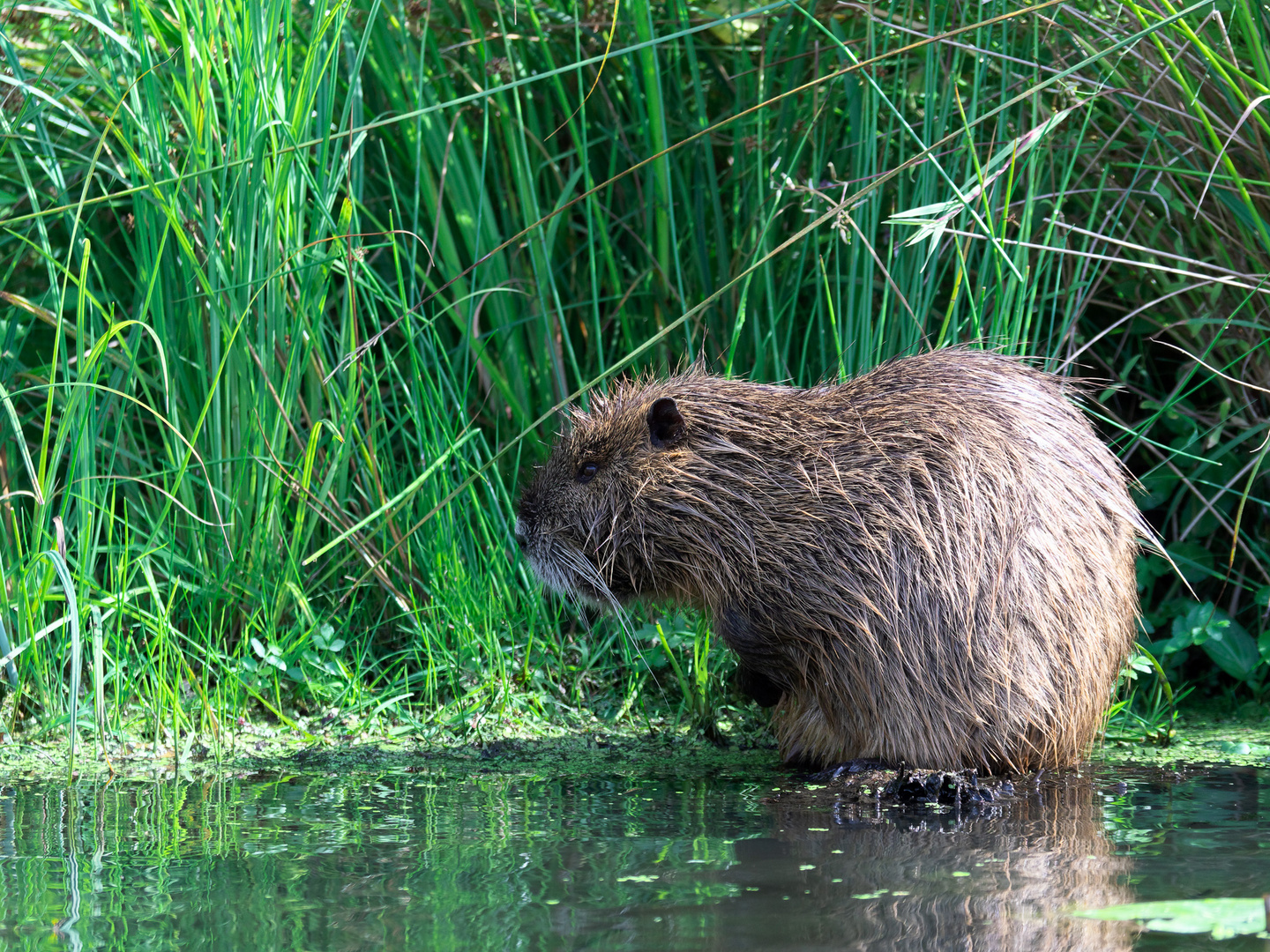 Nutria im Neuengammer Durchstich