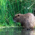 Nutria im Neuengammer Durchstich