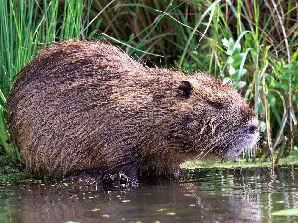 Nutria im Neuengammer Durchstich