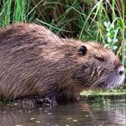 Nutria im Neuengammer Durchstich