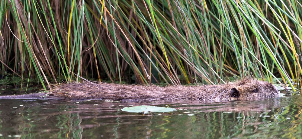 Nutria im Neuengammer Durchstich