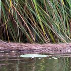 Nutria im Neuengammer Durchstich