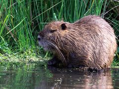 Nutria im Neuengammer Durchstich