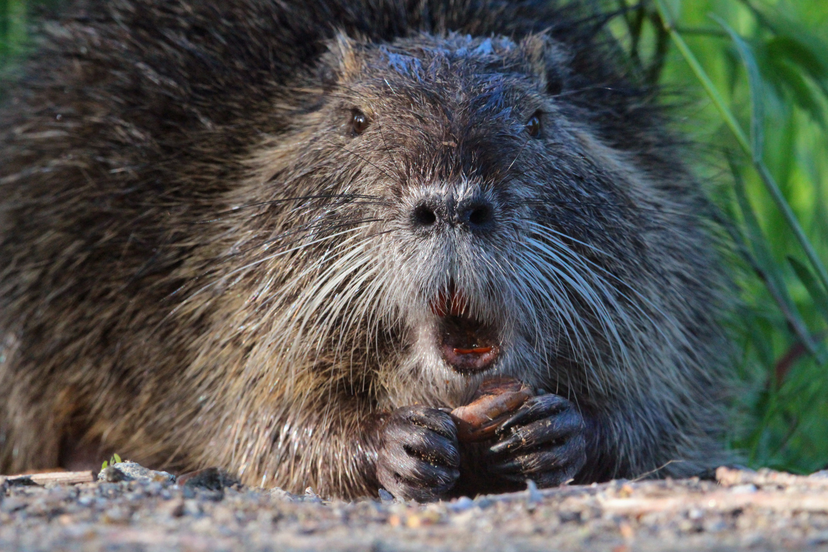 Nutria im Oberlausitzer Teichgebiet (bei Guttau)