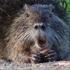 Nutria im Oberlausitzer Teichgebiet (bei Guttau)