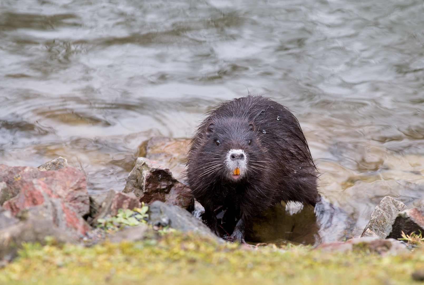 Nutria im Park 01