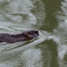 Nutria im Park 02