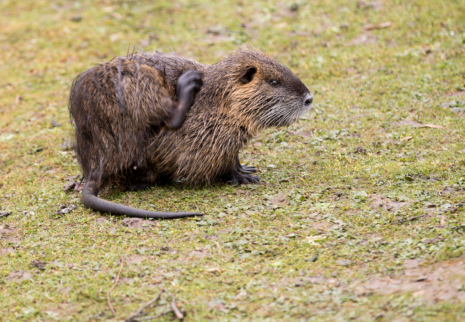 Nutria im Park 04 Foto & Bild tiere, wildlife, wildlife sonstige