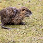 Nutria im Park 04