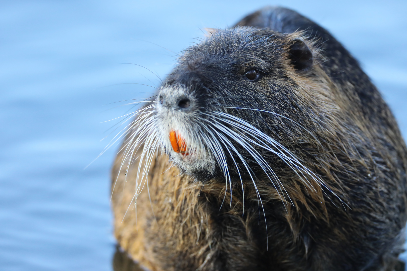 Nutria im Portrait