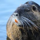 Nutria im Portrait