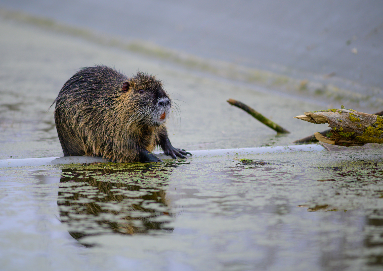 Nutria im Regenbecken