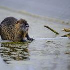 Nutria im Regenbecken