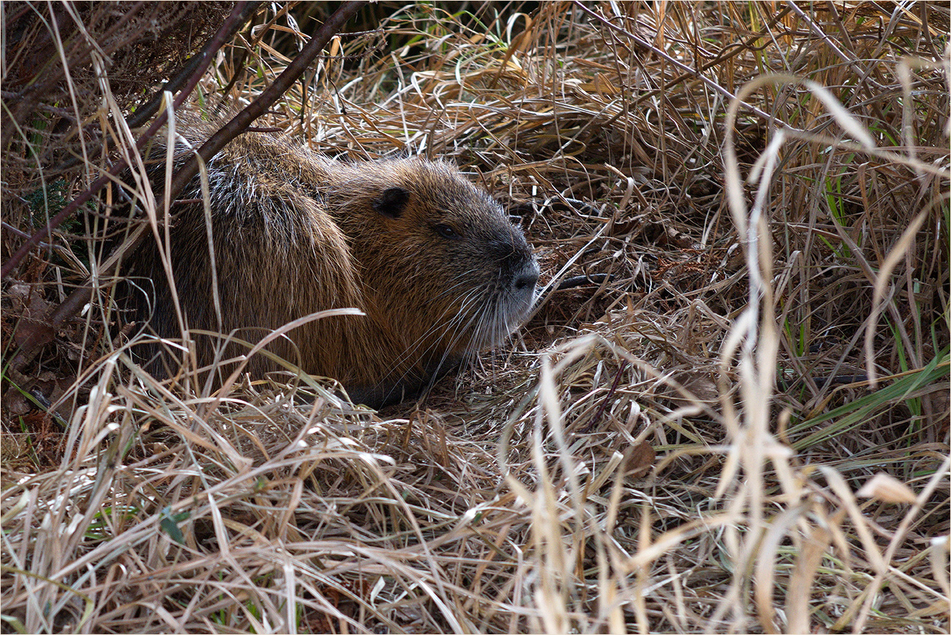  Nutria im Schilfnest