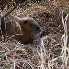  Nutria im Schilfnest