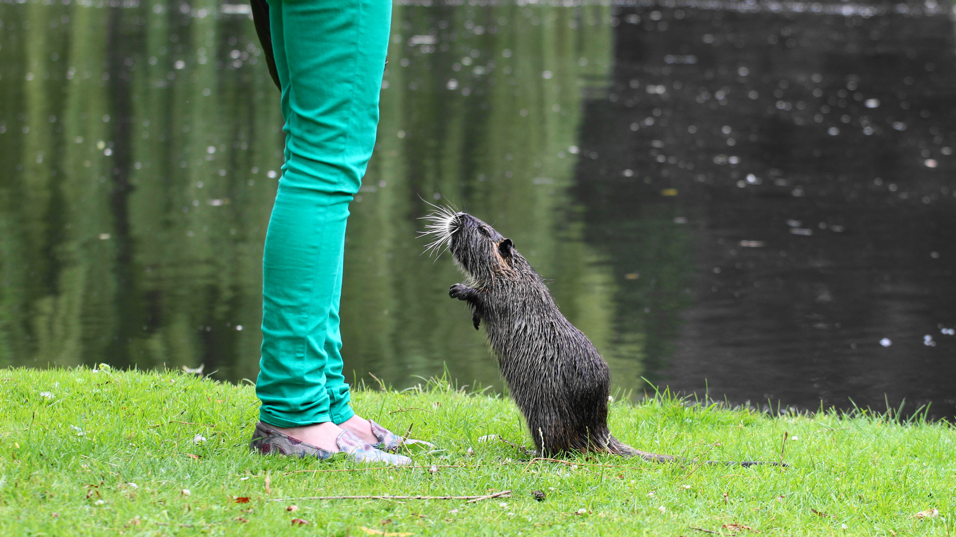 Nutria im Schlosspark Celle I