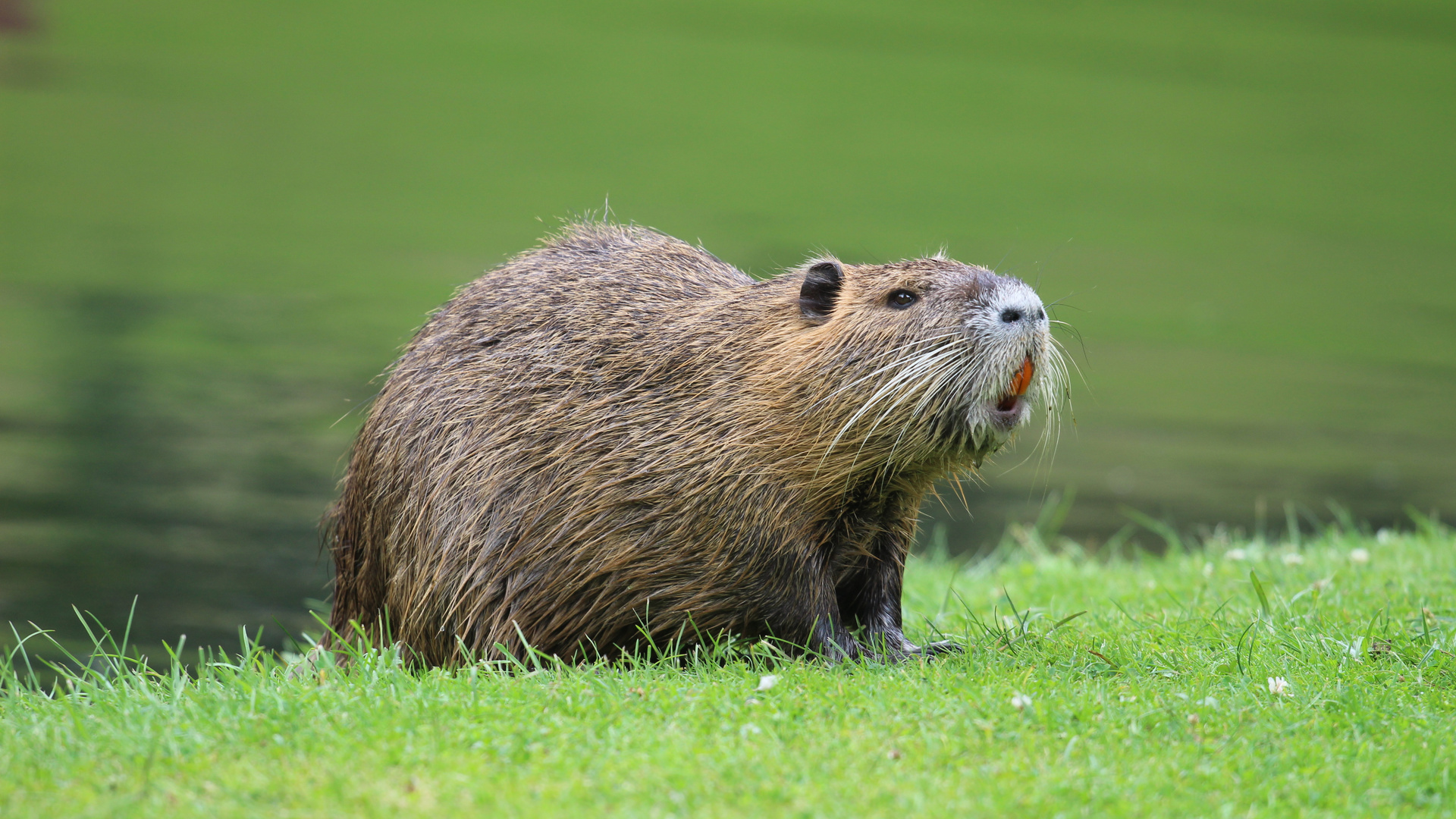 Nutria im Schlosspark Celle II